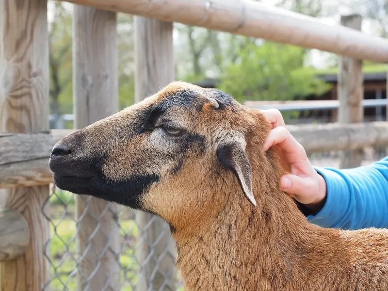 Zwierzęta w MiniZOO Hornicok